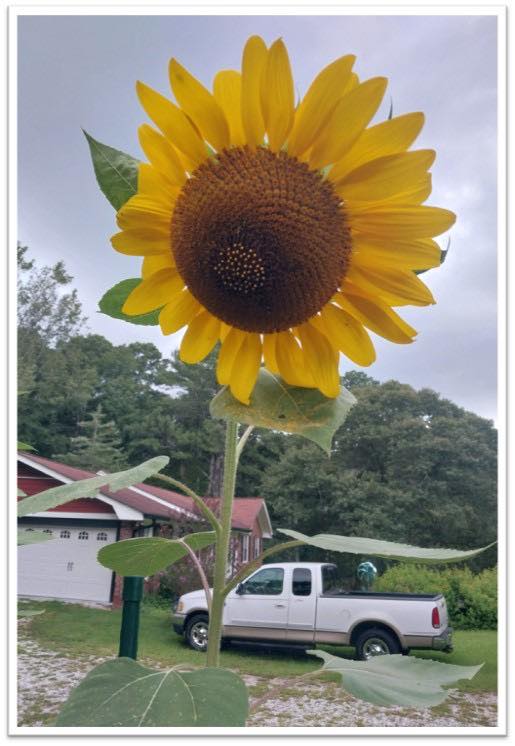 Mammoth Sunflower Winners 3