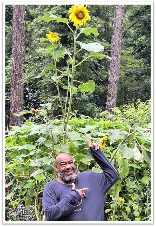 Mammoth Sunflower Winners 1